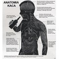 Anatomia kaca